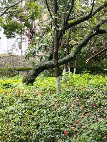 修剪前