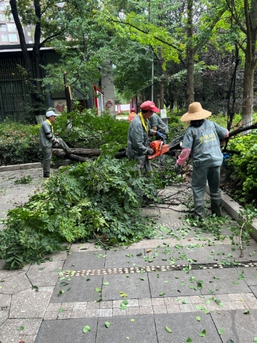 修剪后
